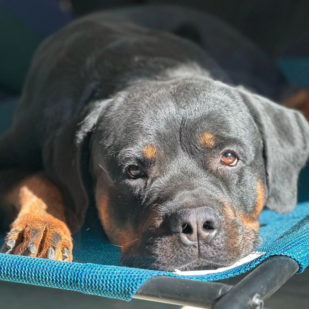 Close-up of a calm Rottweiler — the result of consistent, structured dog training