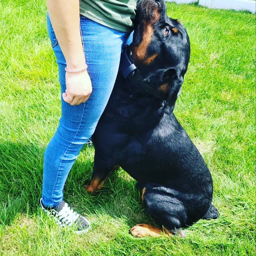 Bear the Rottweiler standing close with his owner outdoors