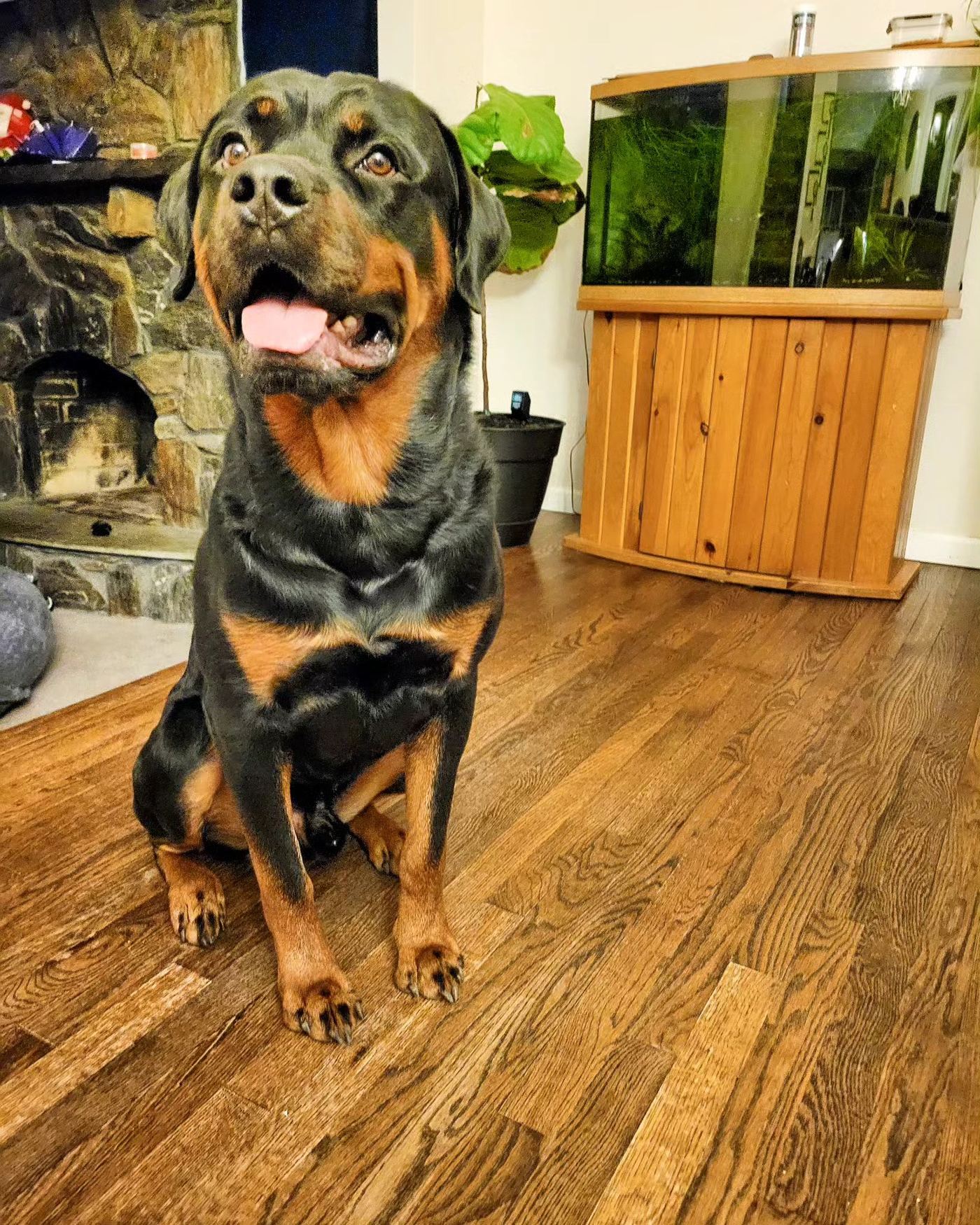 Happy trained Rottweiler sitting calmly indoors — Oversight K9 dog training Suffolk County NY
